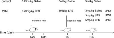 Multi-Hit White Matter Injury-Induced Cerebral Palsy Model Established by Perinatal Lipopolysaccharide Injection